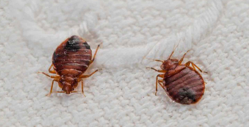 Bed Bug Control