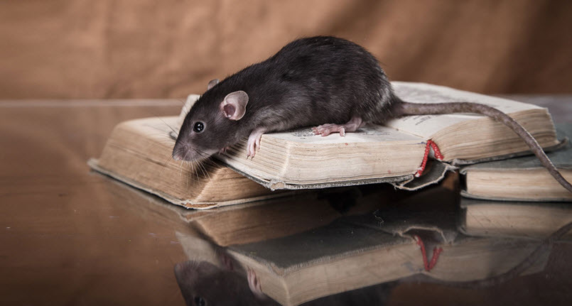 Rodent Control