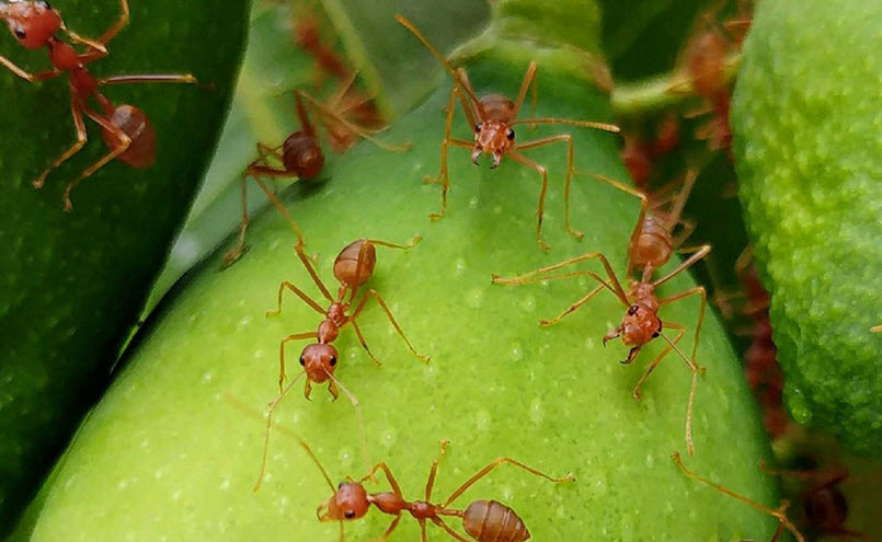 Fire Ants