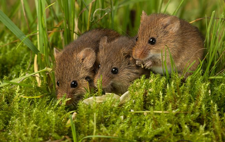 Rodent Control