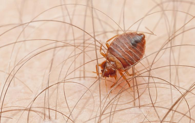 Bed Bug Control