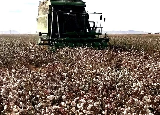 Cotton