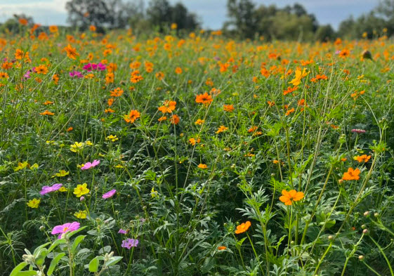 Locally Grown Cut Flowers