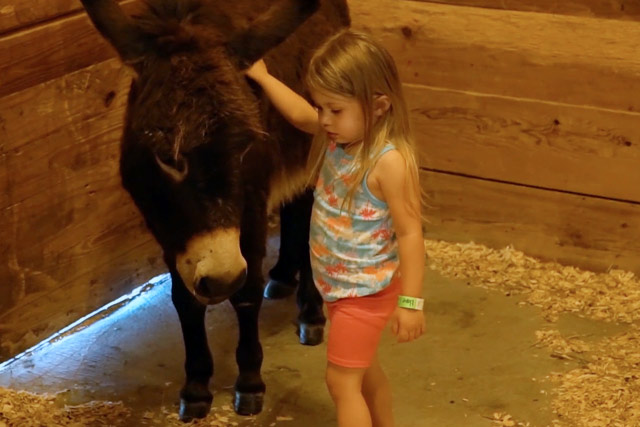 Petting Zoo