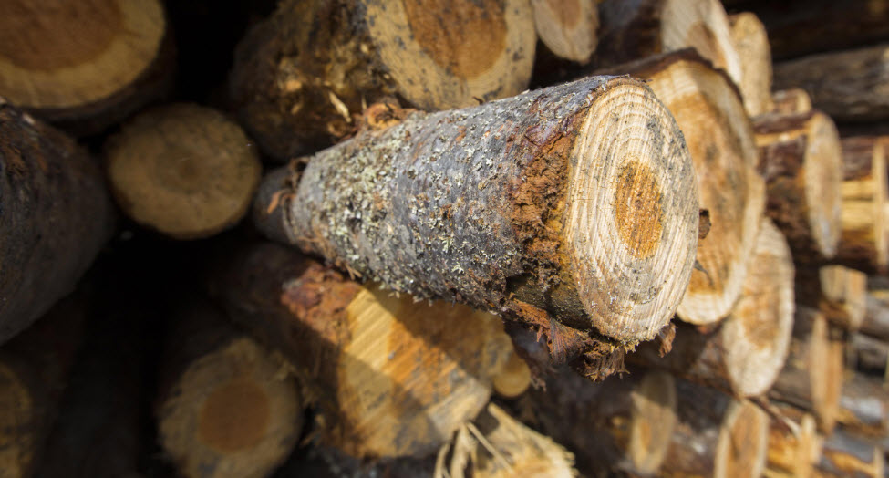 Premium Firewood