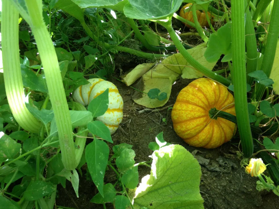 Pumpkins