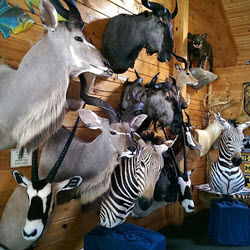 Animal Mounts