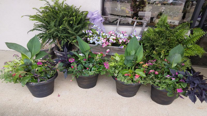 Pots & Hanging Baskets