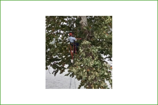 Tree Trimming