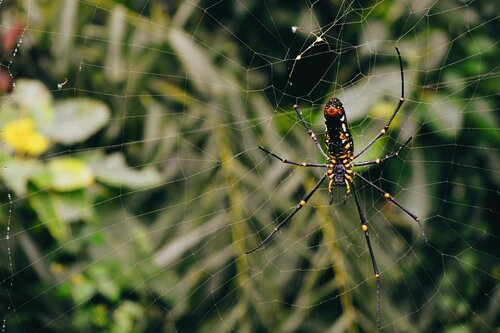 Web Removal Service