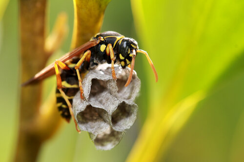 Specifically Targeted Pest Management