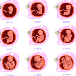 Human Fetal Development