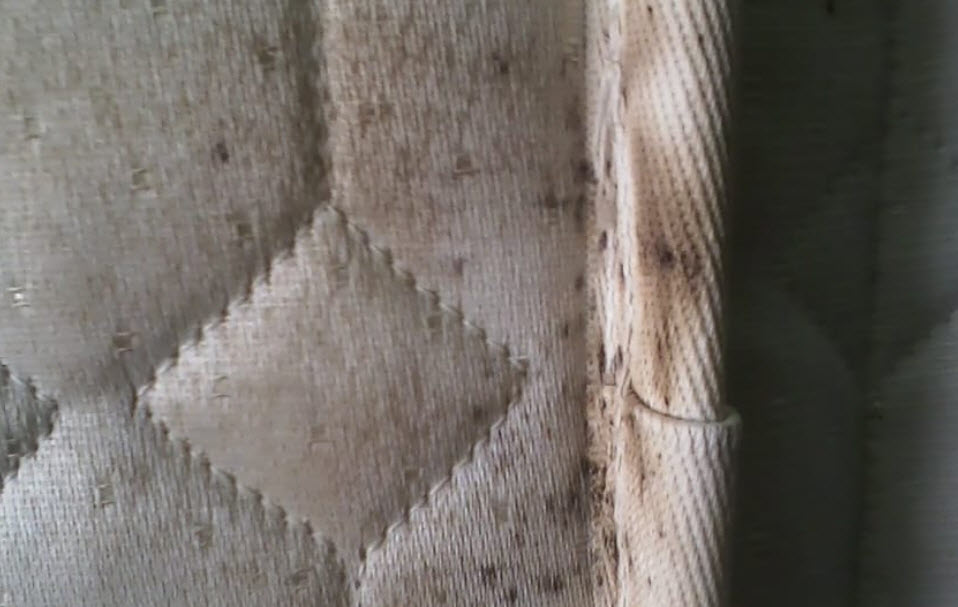 Bed Bug Extermination