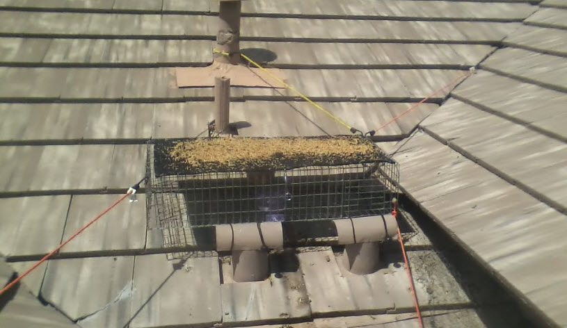 Bird Control Services