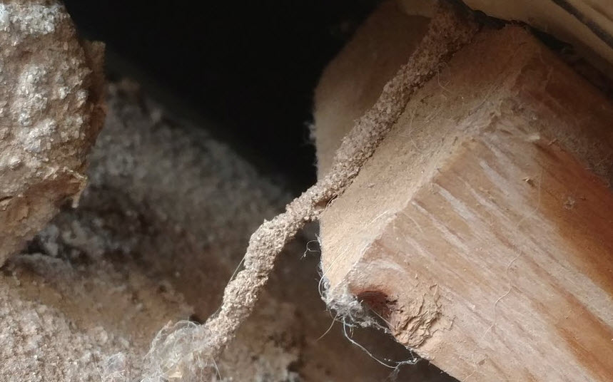 Termite Extermination