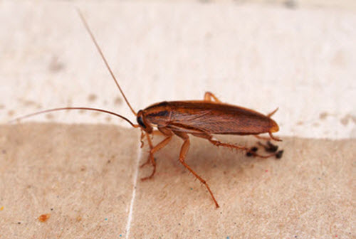Cockroach Extermination