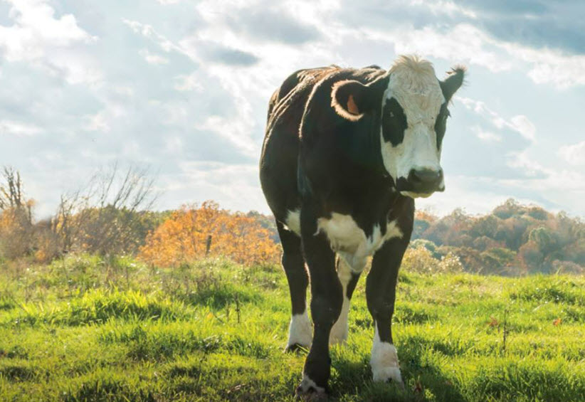 Business & Agriculture Loans