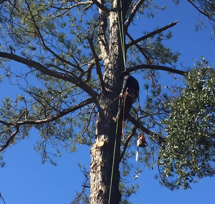 Tree Pruning