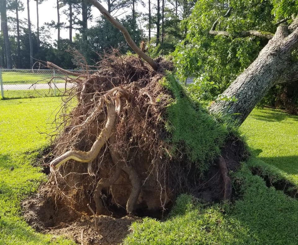 Tree Removal