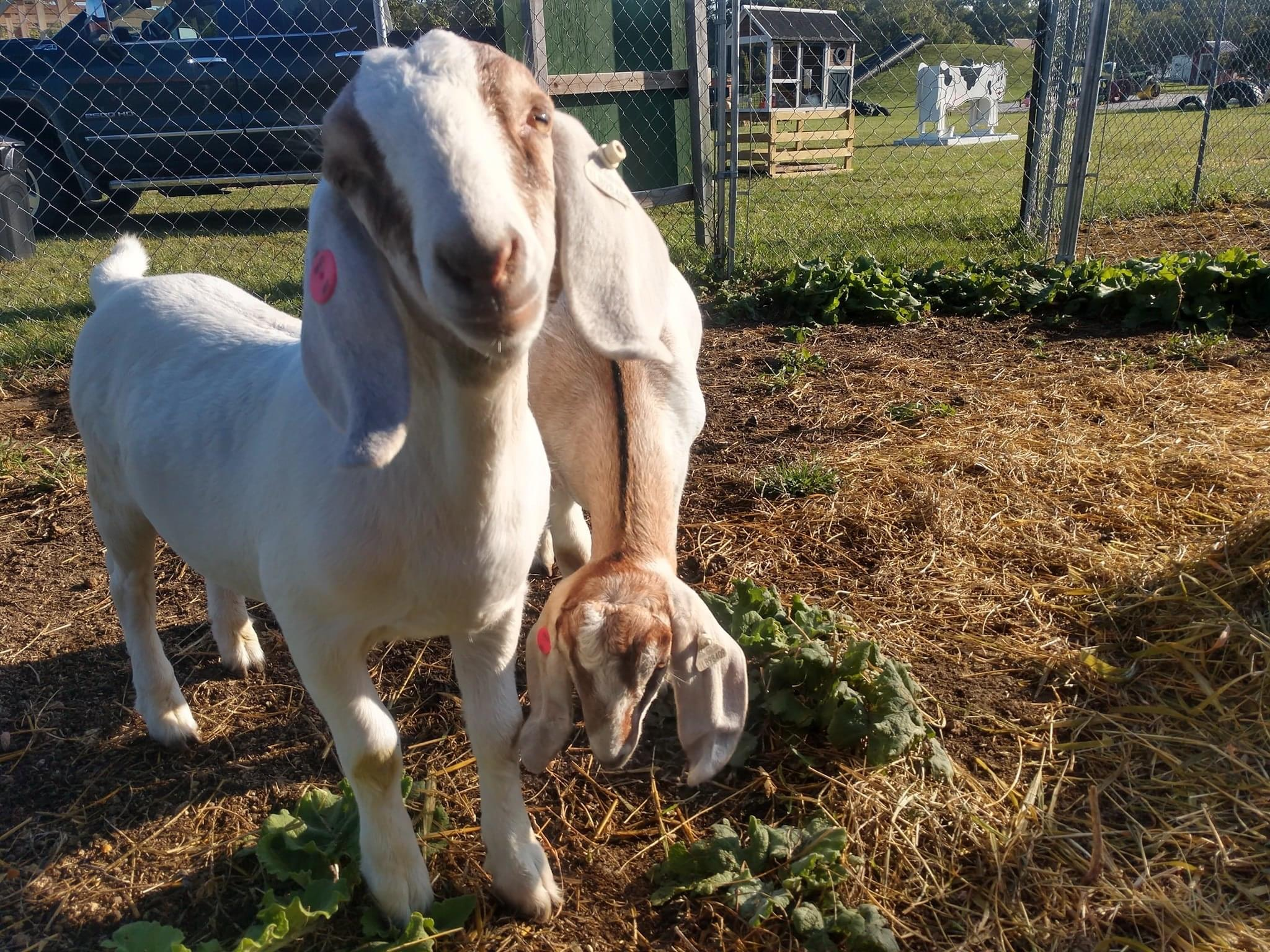 Meet New Farm Friends