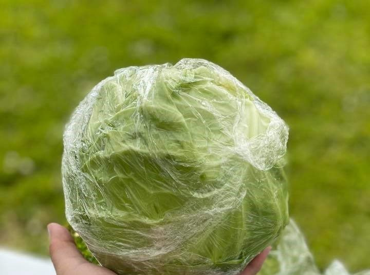 Large Cabbage