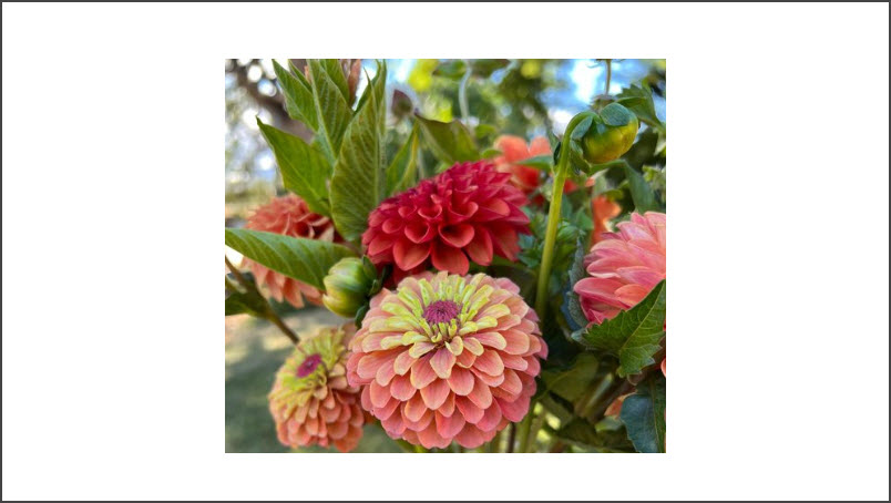 Full Summer Subscription - 9 Bouquets 