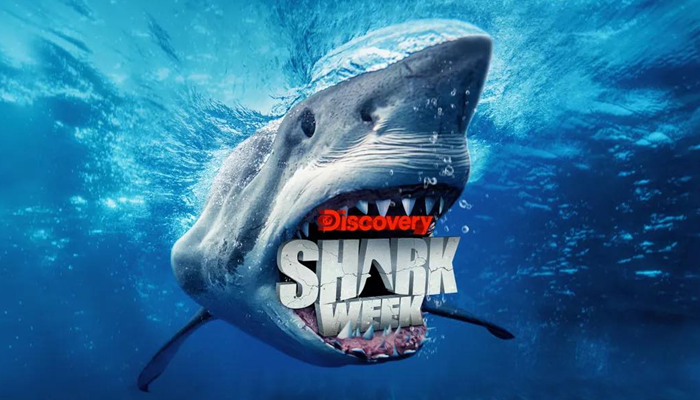 Shark Feeding