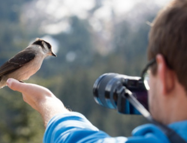 eBird Tips