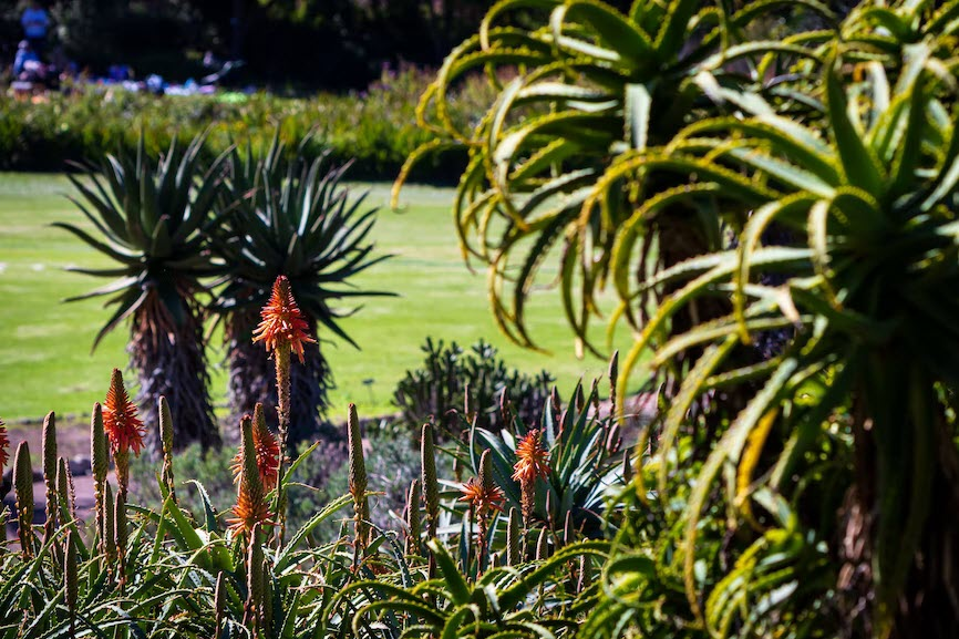 Drought Tolerant Landscaping