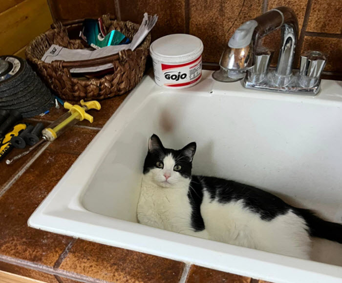 Grooming (Not-Full Service)