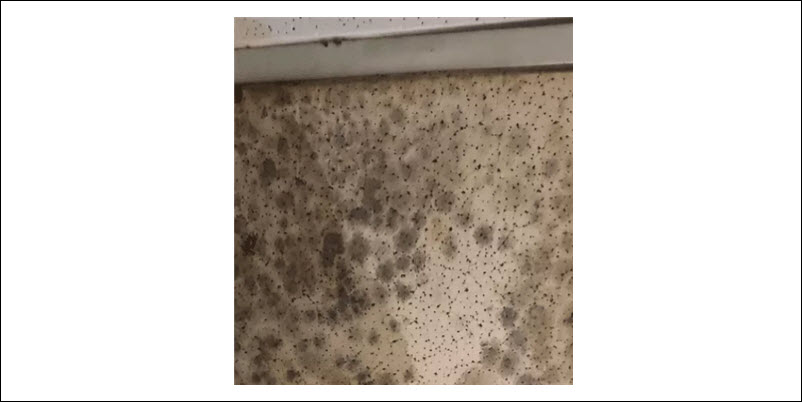 Basement Mold Removal