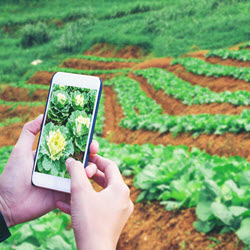 Farm Marketing