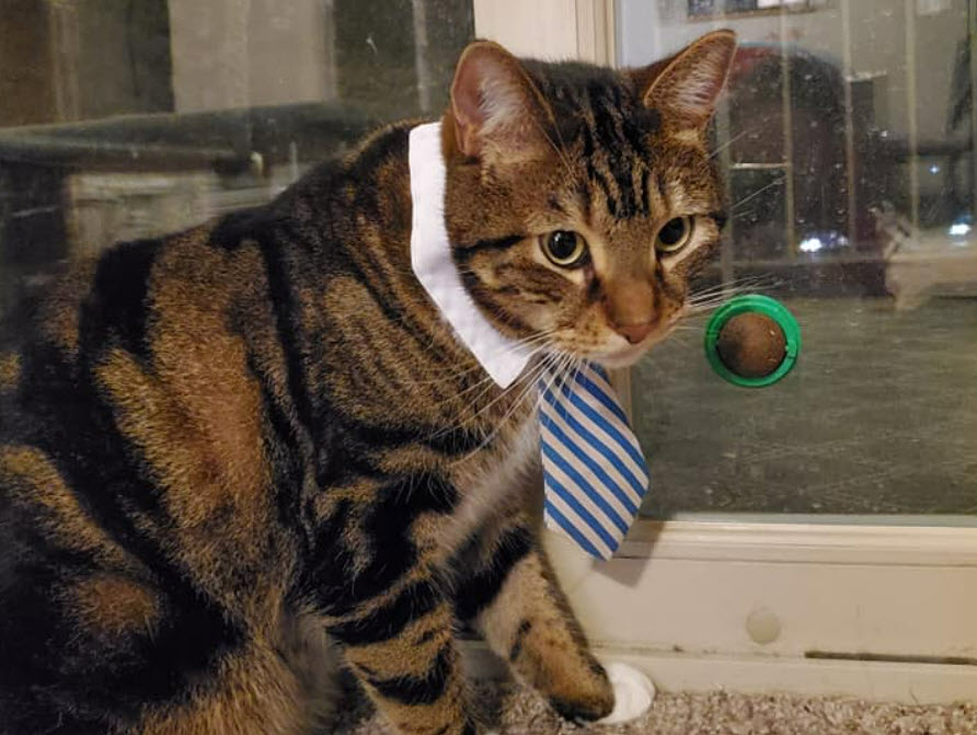 Pet Care Assistance