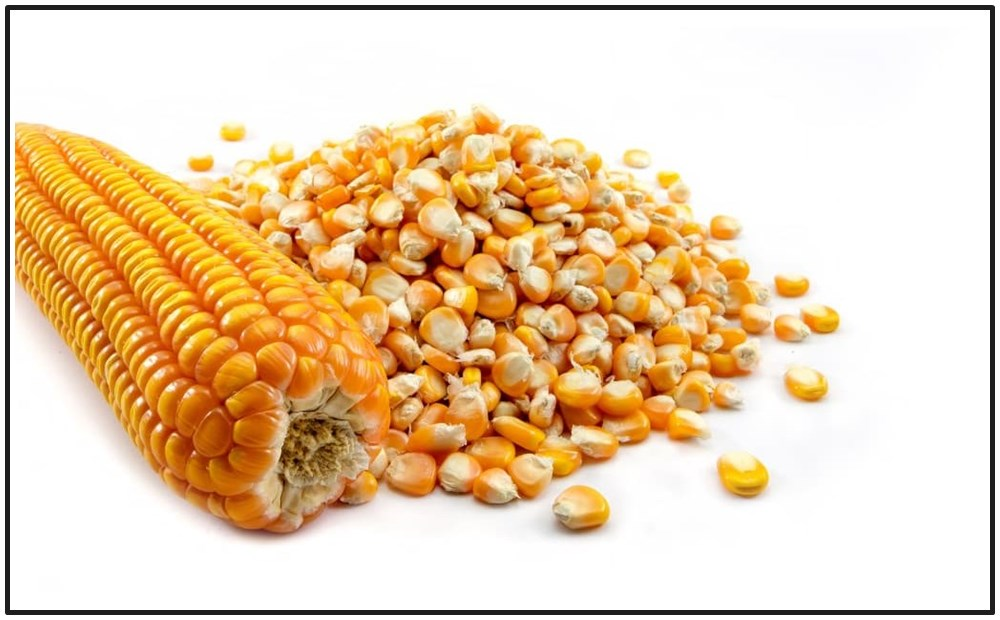 Corn