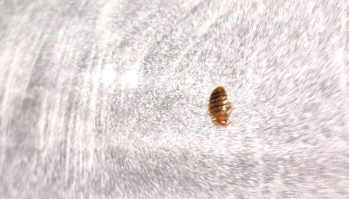 Bedbug Control