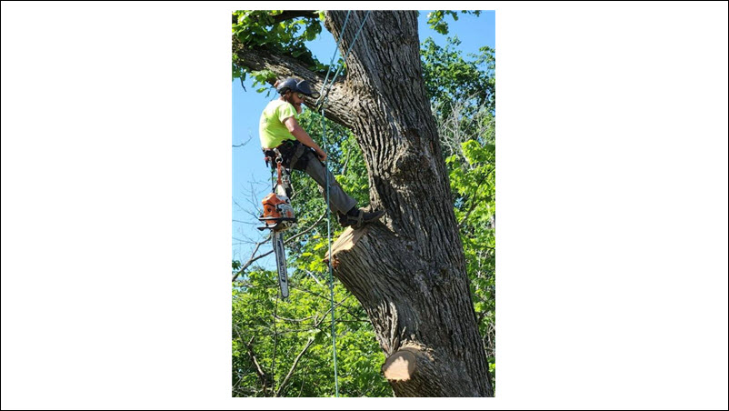 Tree Trimming