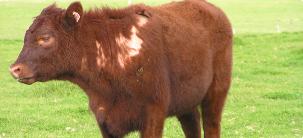 Beef Quality Assurance (BQA) And BQA-Transportation Training
