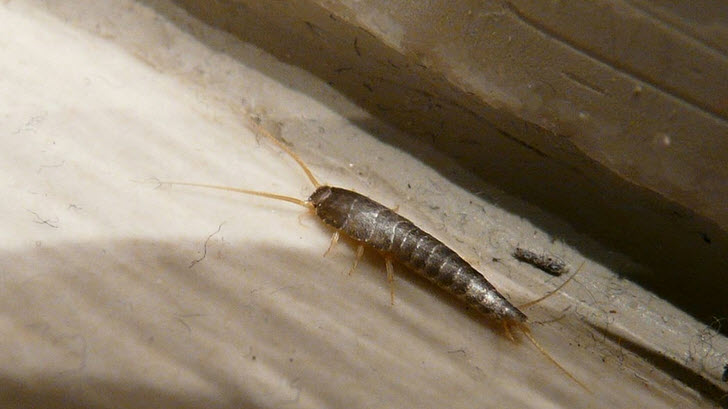 Silverfish