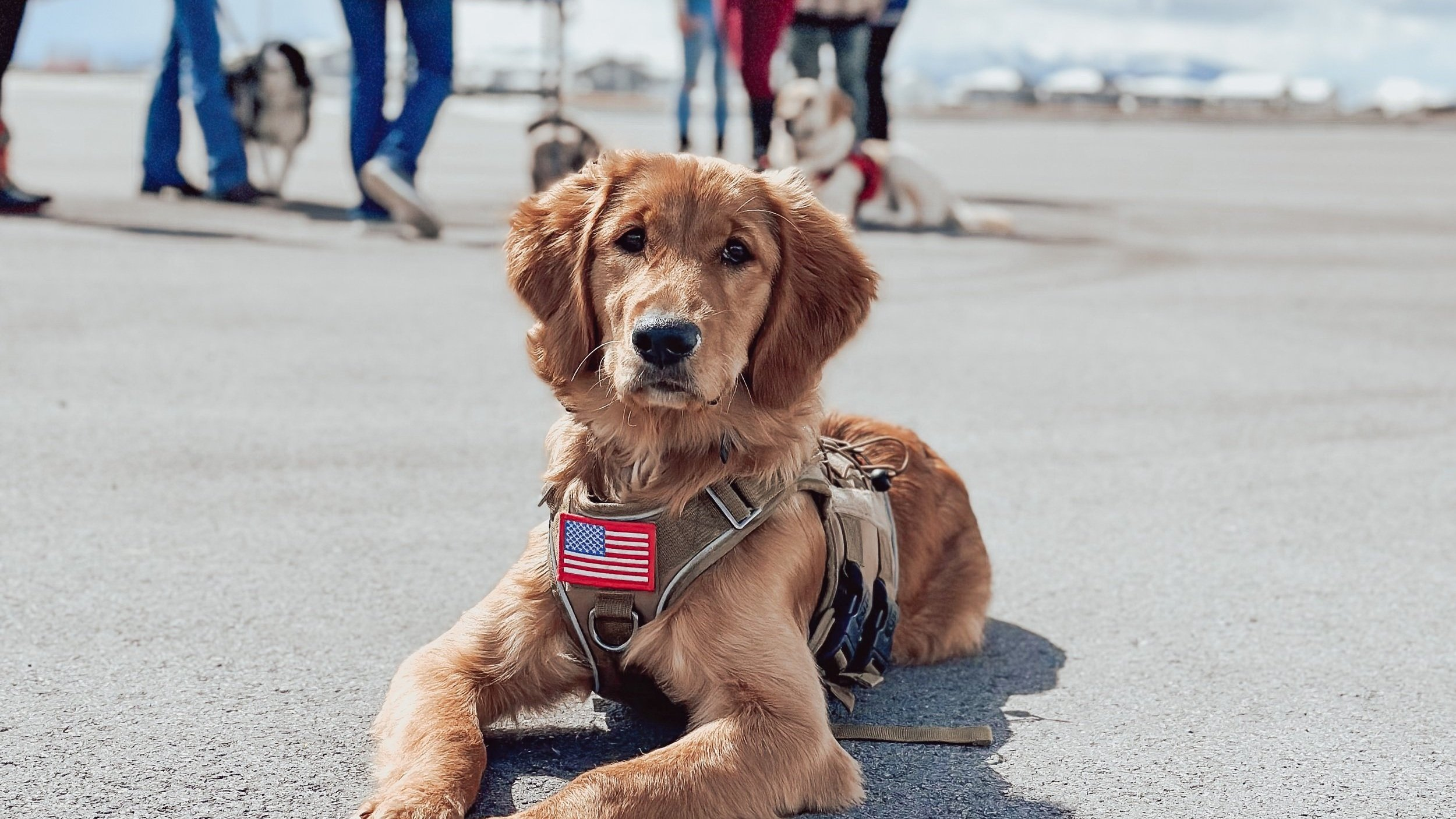 Advanced Obedience Program