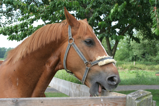 Horse Boarding