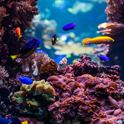 Habitats