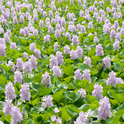 Invasive Plant Species