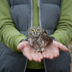 Wildlife Ecology