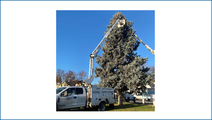 Tree Trimming