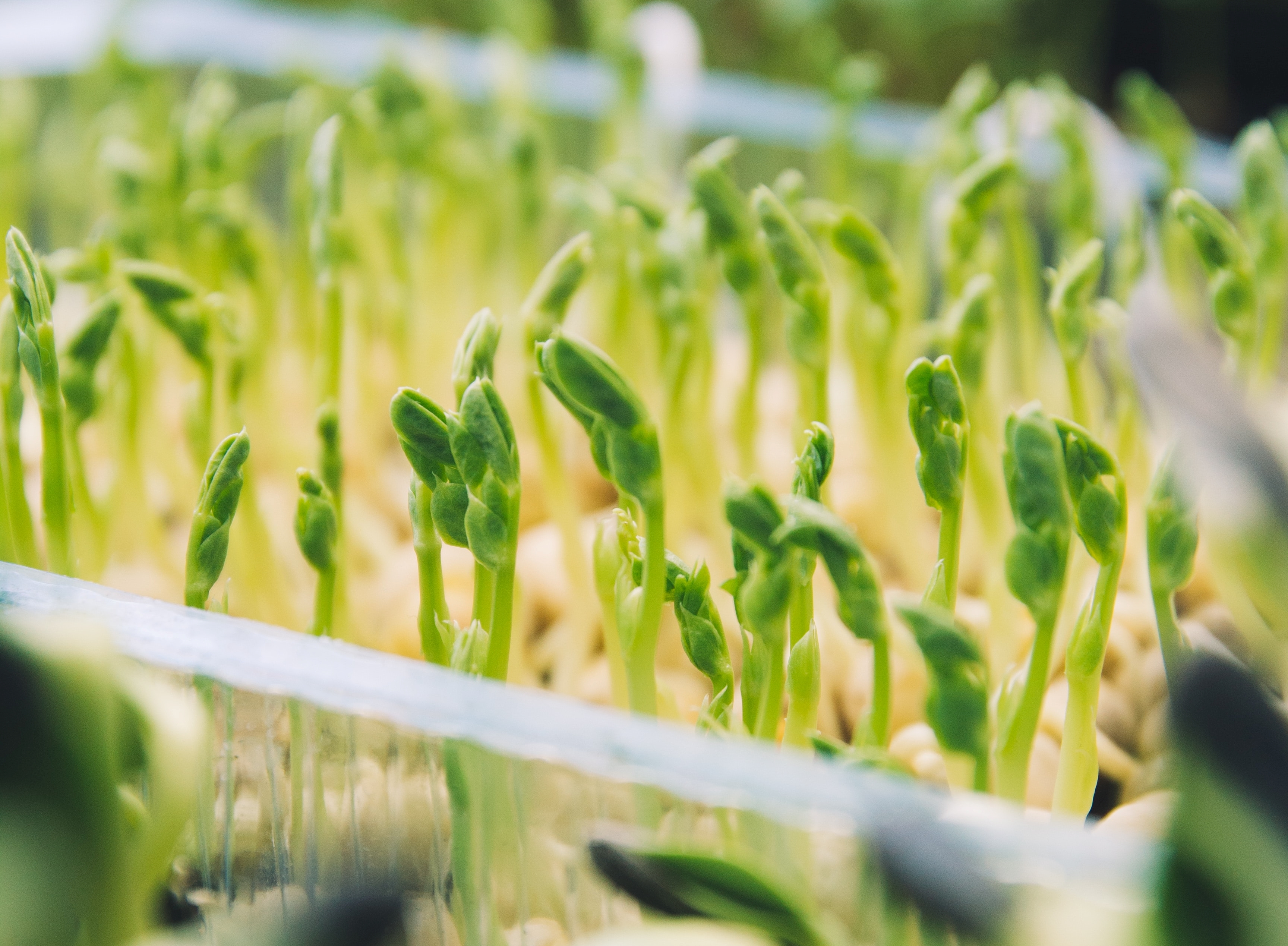 Microgreens