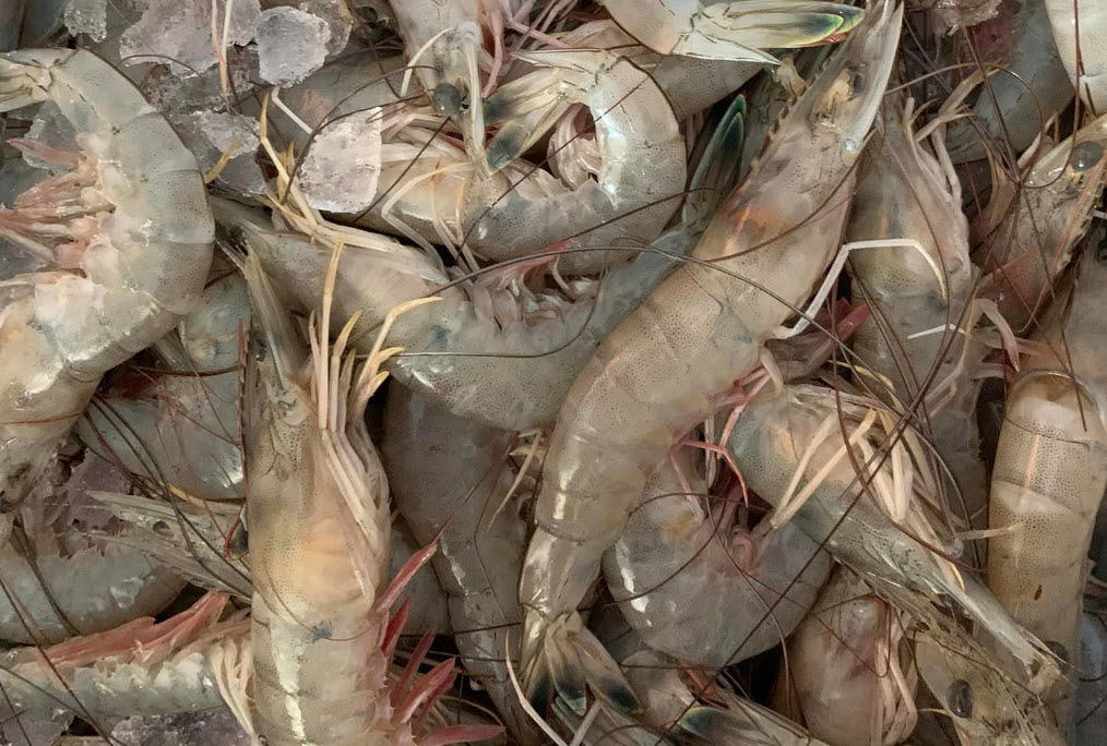 Gulf Shrimp