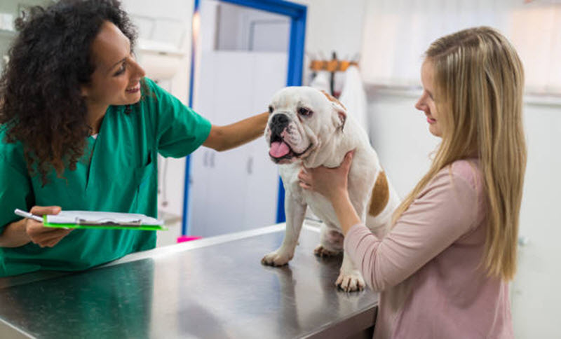  Indoor Dog Grooming Station 