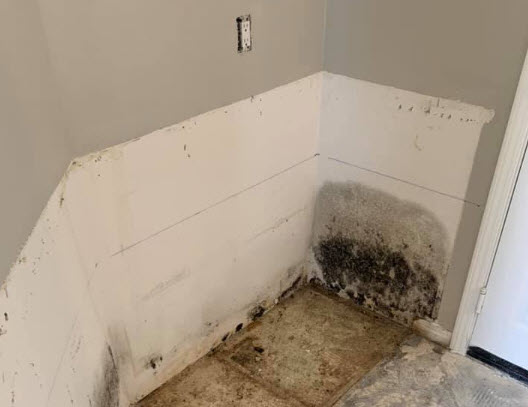 Mold Removal