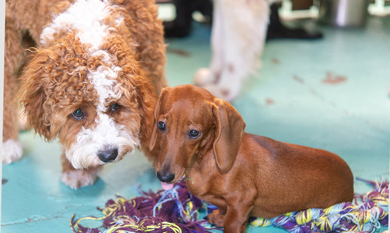Doggie Daycare