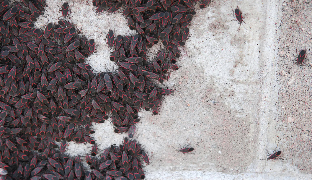 Box Elder & Elm Seed Bugs